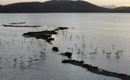 Tuzla Sulak Alanı’nda Göçmen Kuş Yoğunluğu Havadan Görüntülendi