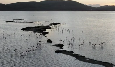 Tuzla Sulak Alanı’nda Göçmen Kuş Yoğunluğu Havadan Görüntülendi